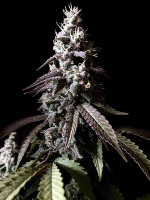 3M ⭕ Panama Red II. Week 15