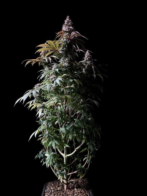 3M ⭕ Panama Red II. Week 15