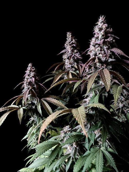 3M ⭕ Panama Red II. Week 15