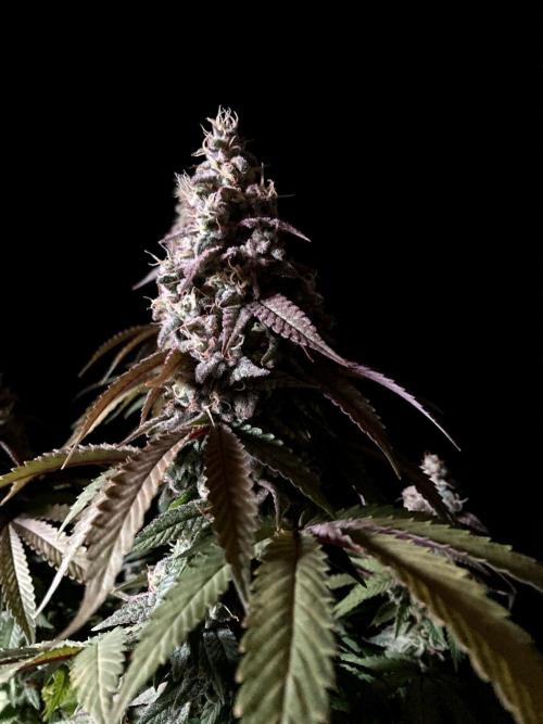 3M ⭕ Panama Red II. Week 15