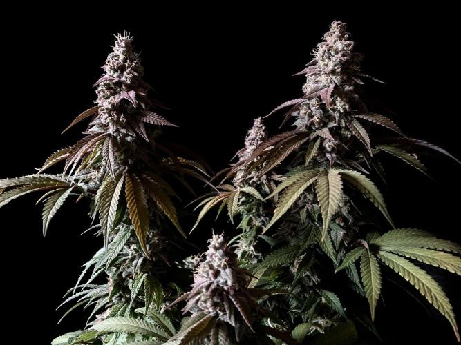 3M ⭕ Panama Red II. Week 15