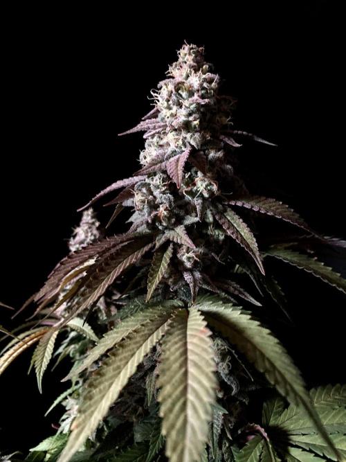 3M ⭕ Panama Red II. Week 15