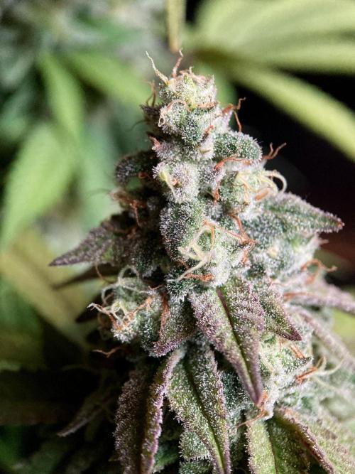 3M ⭕ Panama Red II. Week 15