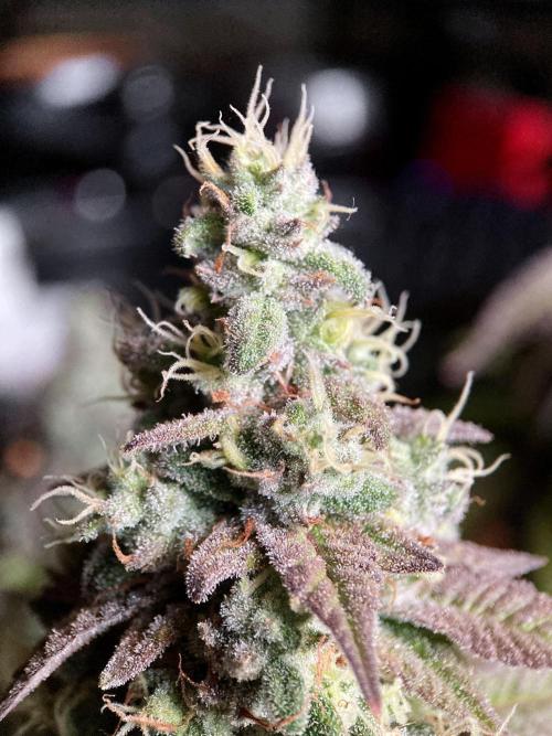 3M ⭕ Panama Red II. Week 15