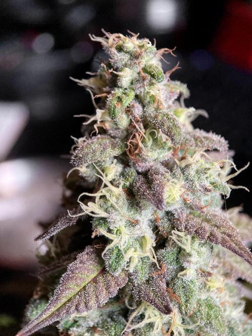 3M ⭕ Panama Red II. Week 15