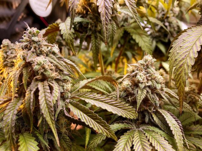 3M ⭕ Panama Red II. Week 15