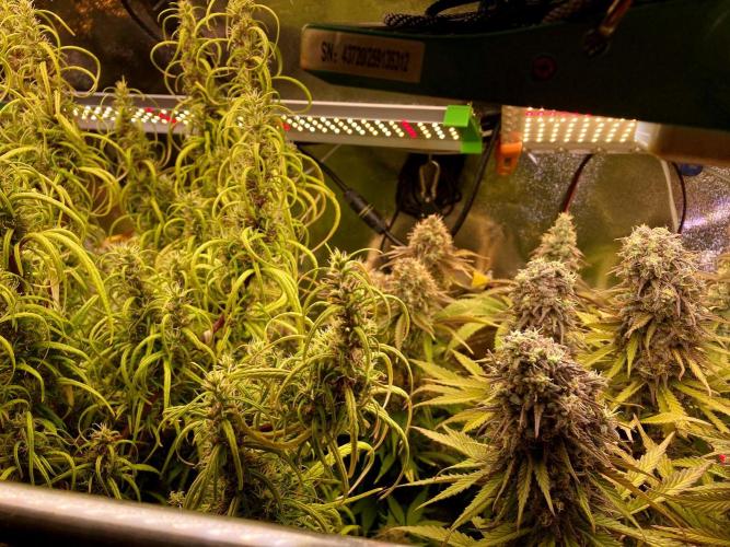 3M ⭕ Panama Red II. Week 15