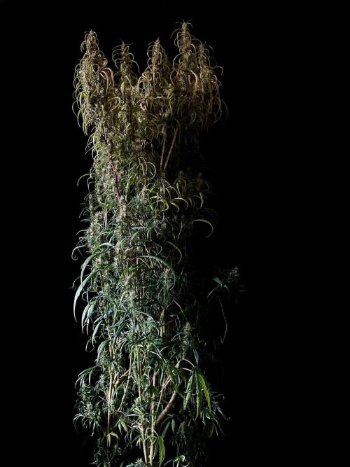 3M 🐵 Congo & x. Week 15