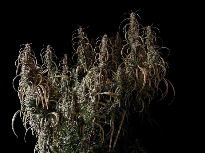 3M 🐵 Congo & x. Week 15