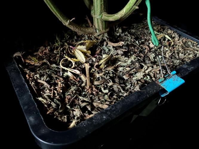 3M 🐵 Congo & x. Week 15 - Sacred Mulch