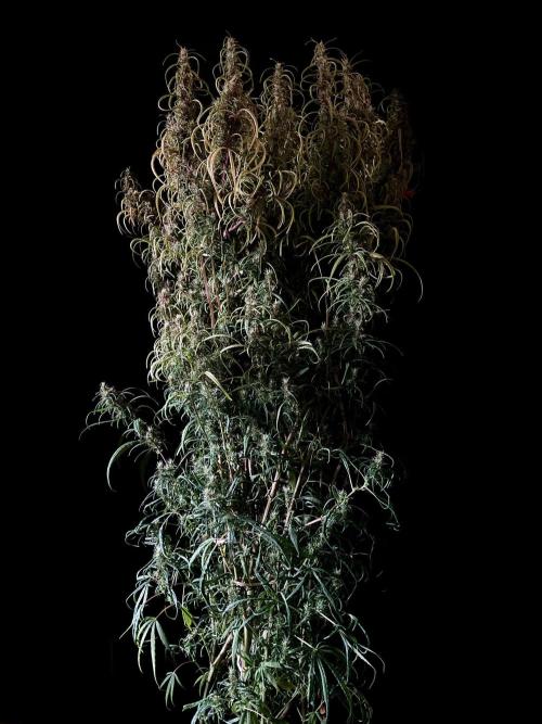 3M 🐵 Congo & x. Week 15