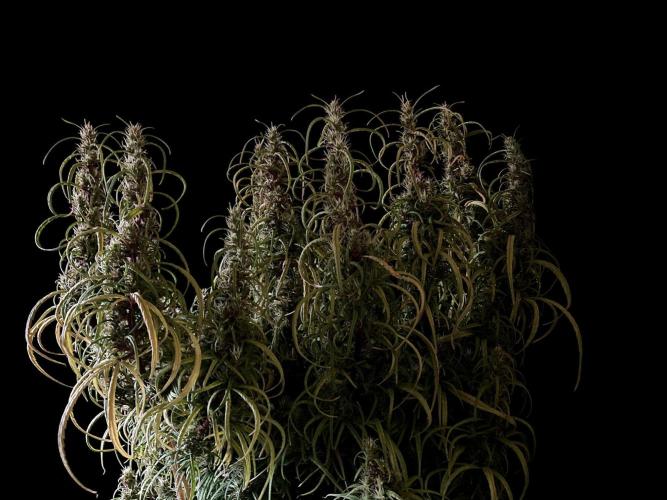 3M 🐵 Congo & x. Week 15