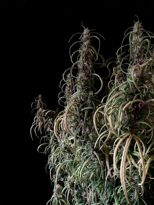 3M 🐵 Congo & x. Week 15