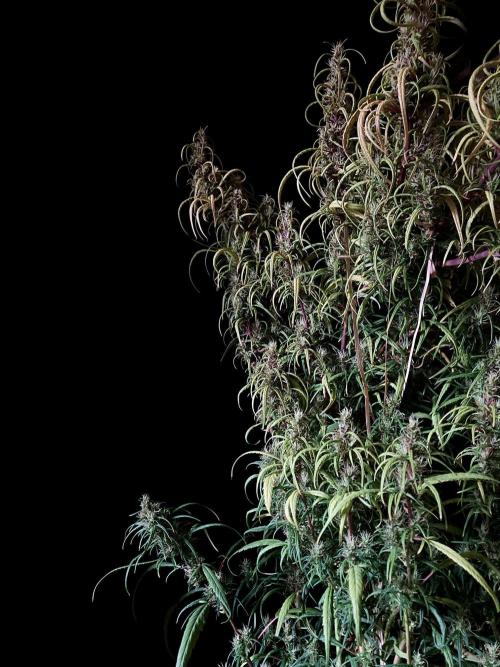 3M 🐵 Congo & x. Week 15