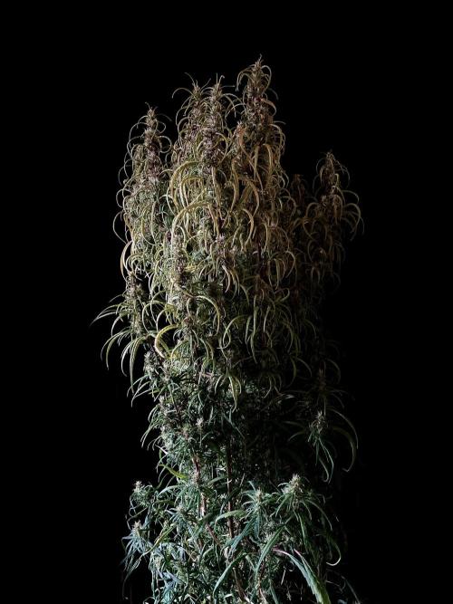 3M 🐵 Congo & x. Week 15