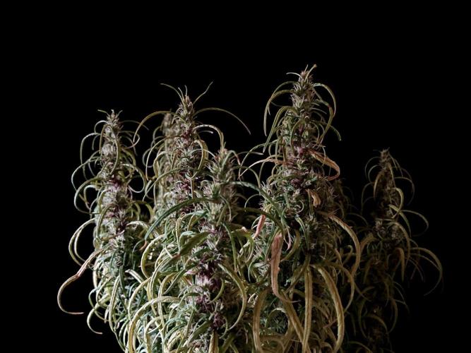 3M 🐵 Congo & x. Week 15