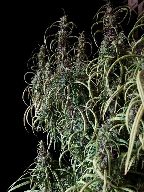 3M 🐵 Congo & x. Week 15