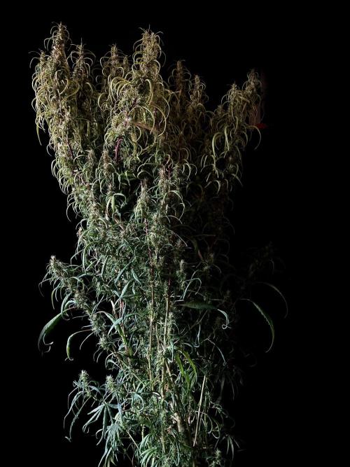 3M 🐵 Congo & x. Week 15