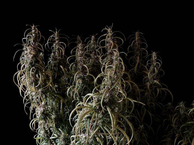 3M 🐵 Congo & x. Week 15