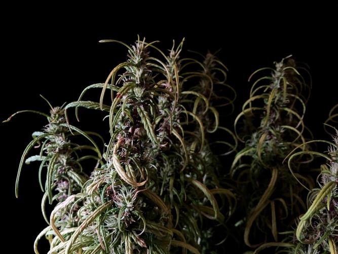 3M 🐵 Congo & x. Week 15