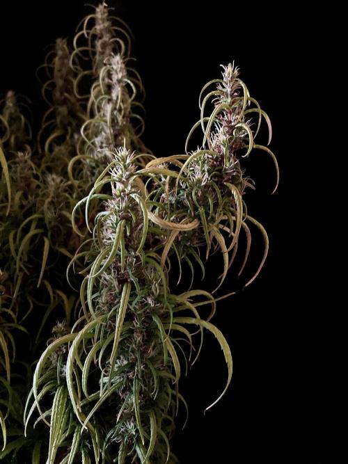 3M 🐵 Congo & x. Week 15