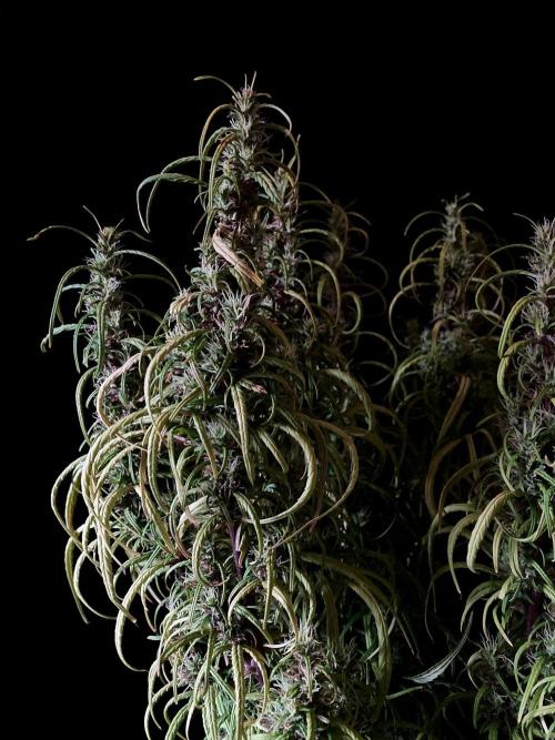 3M 🐵 Congo & x. Week 15