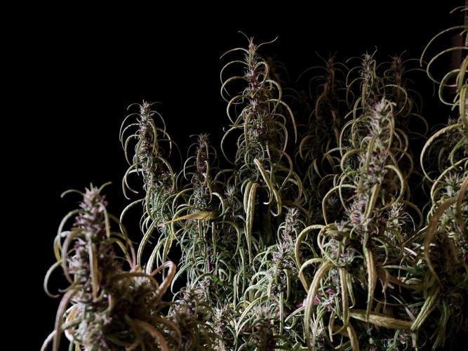 3M 🐵 Congo & x. Week 15