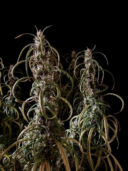 3M 🐵 Congo & x. Week 15