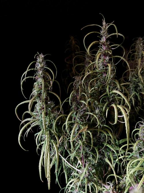 3M 🐵 Congo & x. Week 15