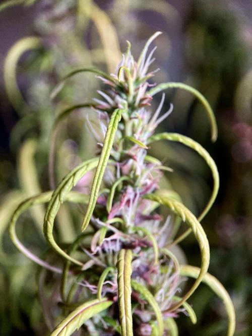 3M 🐵 Congo & x. Week 15