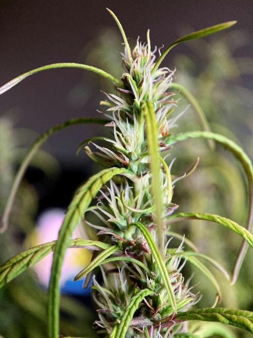 3M 🐵 Congo & x. Week 15