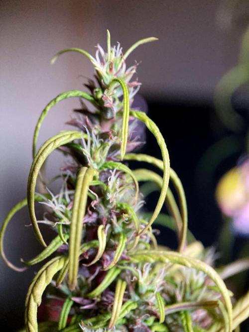 3M 🐵 Congo & x. Week 15