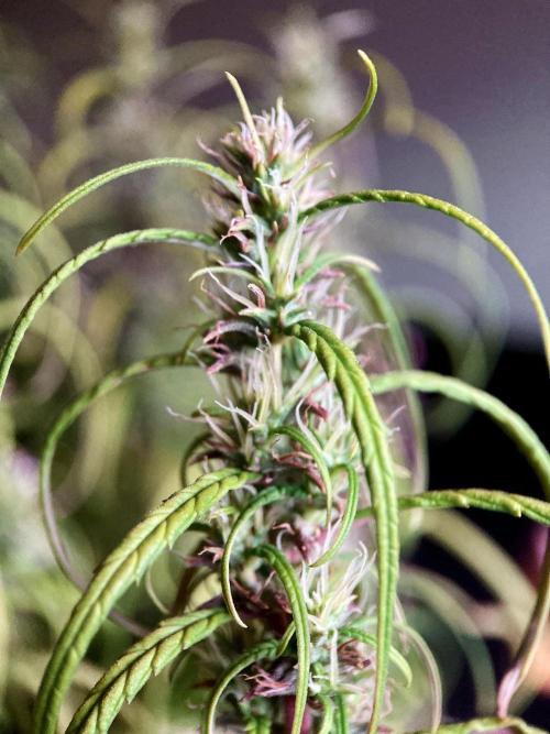 3M 🐵 Congo & x. Week 15