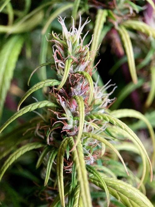 3M 🐵 Congo & x. Week 15