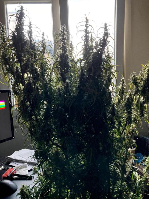 3M 🐵 Congo & x. Week 15