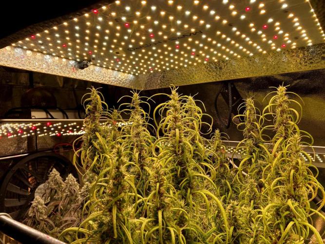 3M 🐵 Congo & x. Week 15