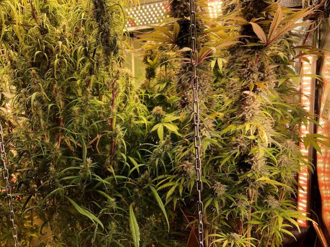 3M 🐵 Congo & x. Week 15