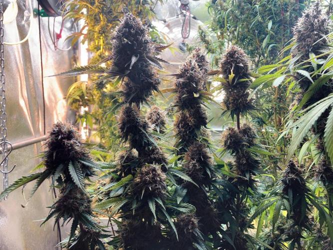 3M 🔥 Txerri Bilbo Haze. Week 15