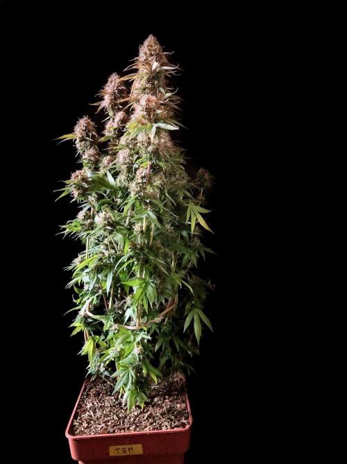 3M 🔥 Txerri Bilbo Haze. Week 15