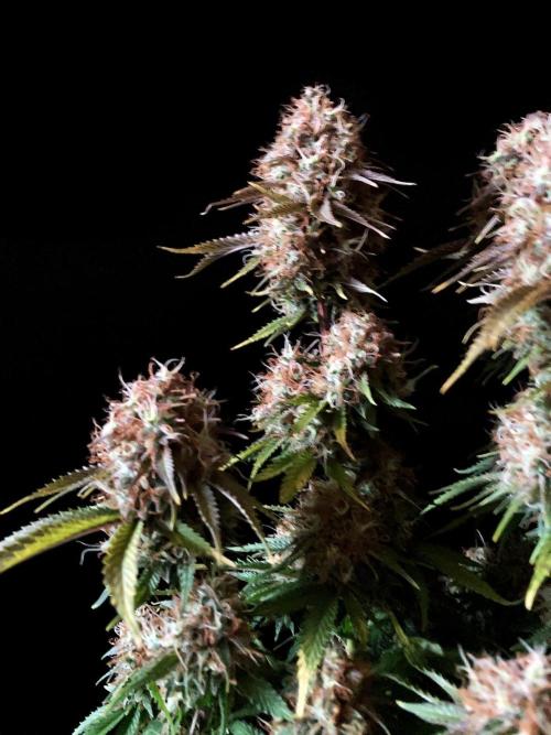 3M 🔥 Txerri Bilbo Haze. Week 15