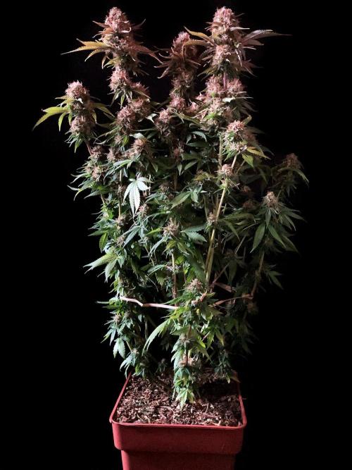 3M 🔥 Txerri Bilbo Haze. Week 15