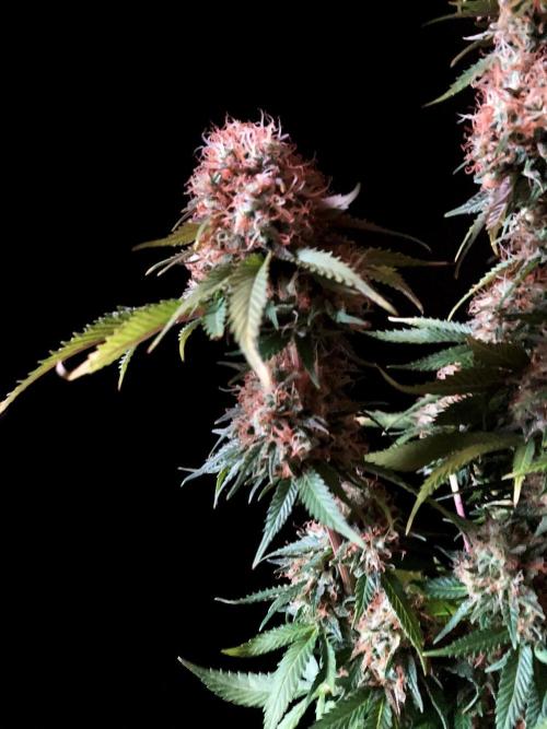 3M 🔥 Txerri Bilbo Haze. Week 15