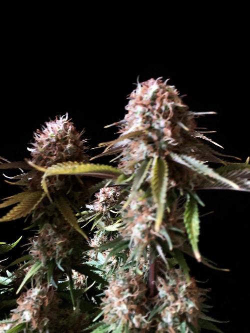 3M 🔥 Txerri Bilbo Haze. Week 15