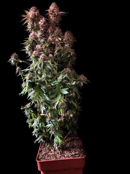 3M 🔥 Txerri Bilbo Haze. Week 15