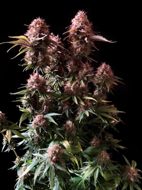 3M 🔥 Txerri Bilbo Haze. Week 15