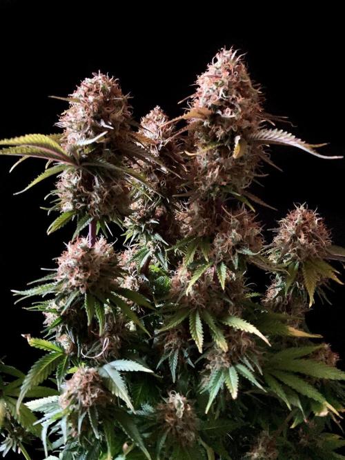 3M 🔥 Txerri Bilbo Haze. Week 15