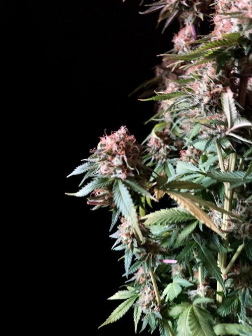 3M 🔥 Txerri Bilbo Haze. Week 15