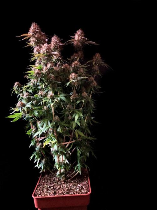 3M 🔥 Txerri Bilbo Haze. Week 15