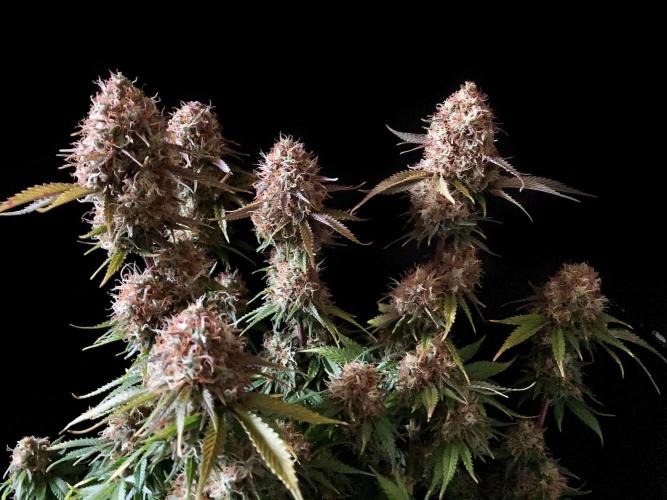 3M 🔥 Txerri Bilbo Haze. Week 15