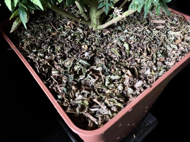 3M 🔥 Txerri Bilbo Haze. Week 15 - Sacred Mulch